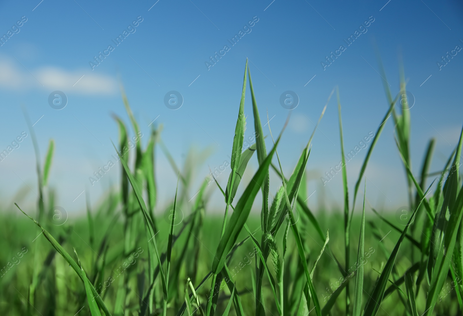 Photo of Green grass in field on sunny day, closeup