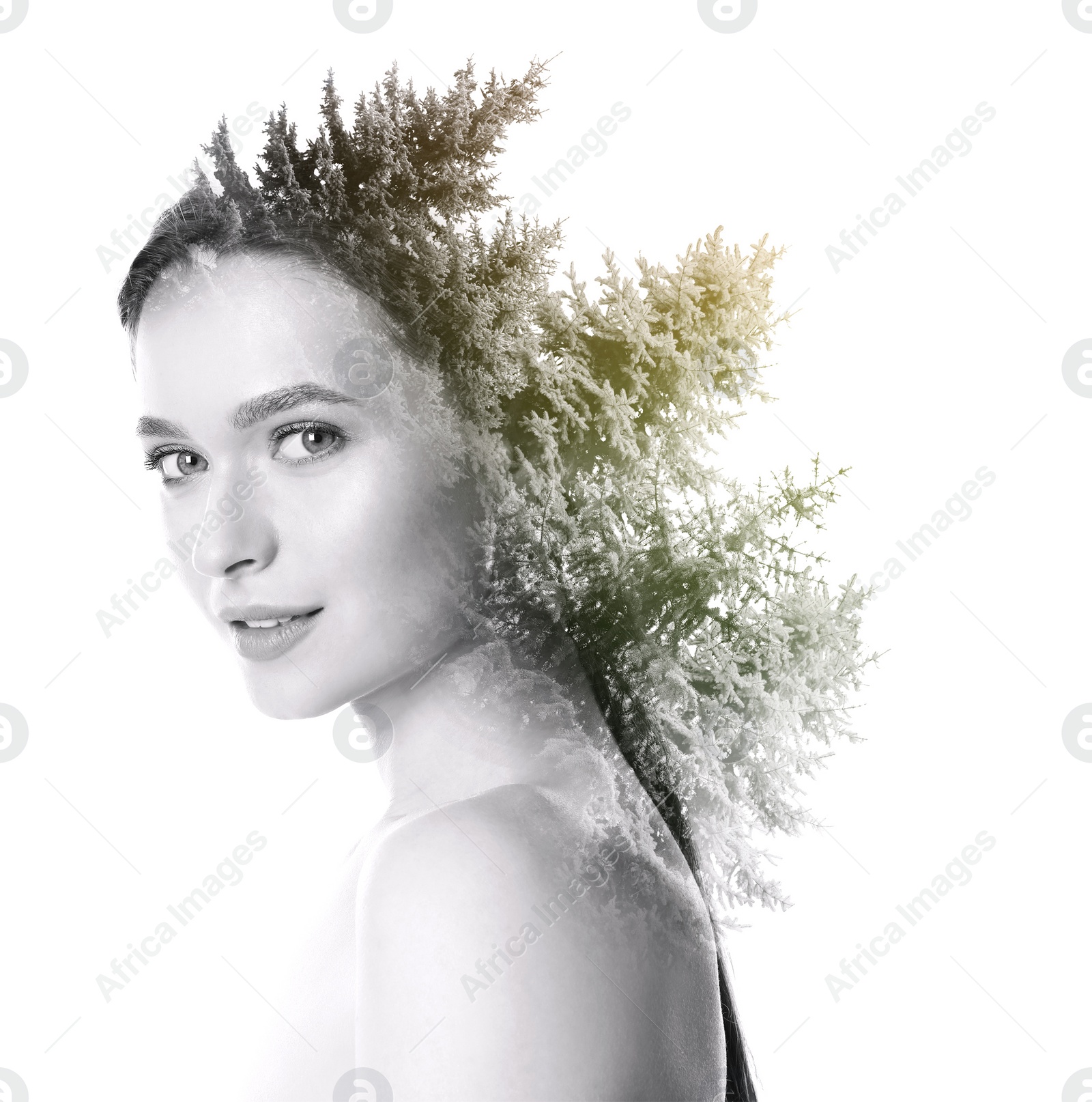 Image of Double exposure of beautiful woman and coniferous trees on white background, color toned