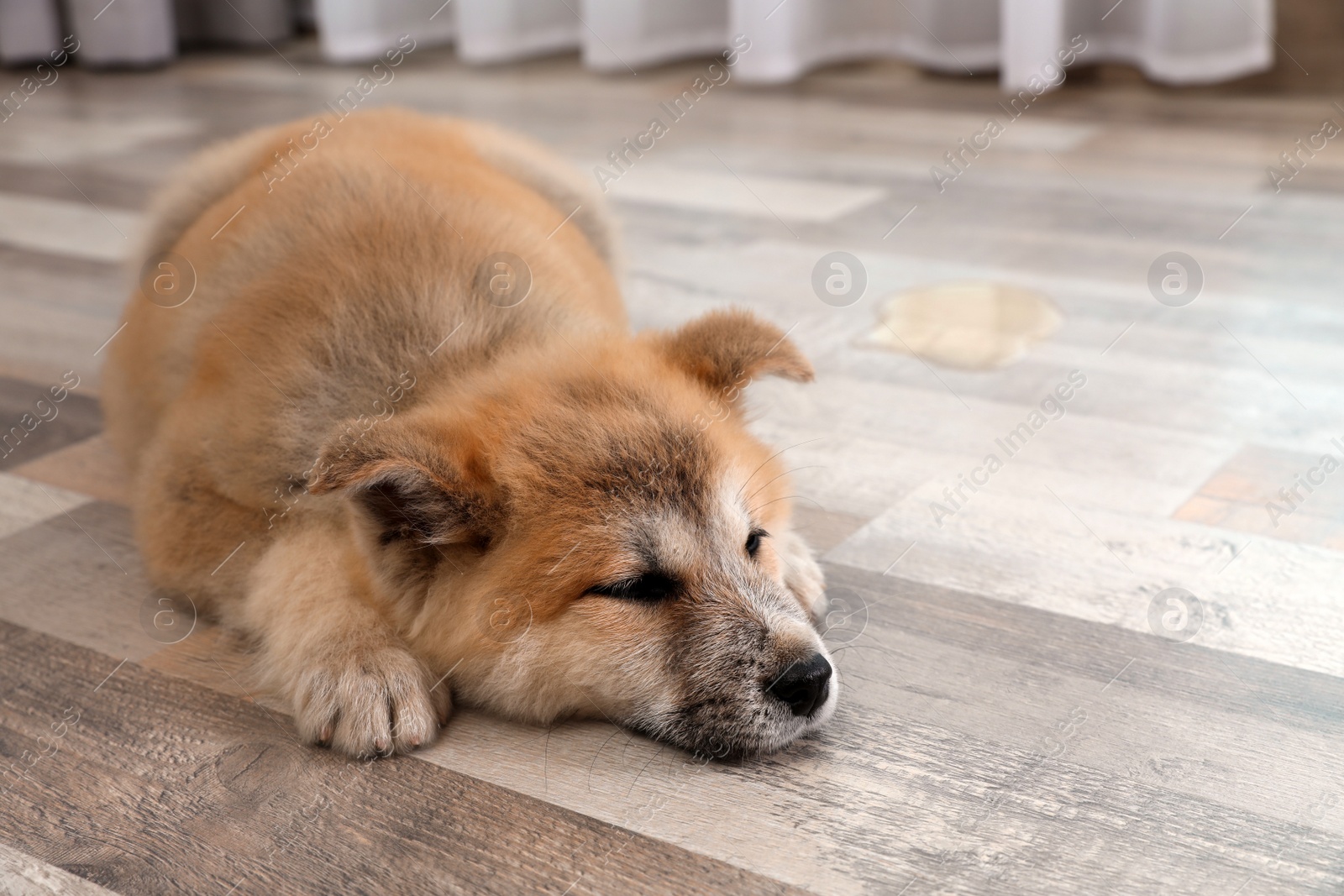 Photo of Adorable Akita Inu puppy near wet spot on floor at home