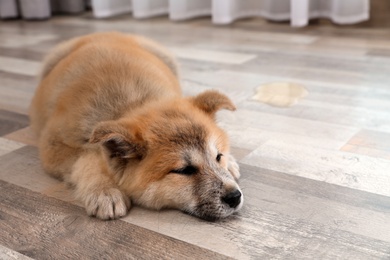Photo of Adorable Akita Inu puppy near wet spot on floor at home
