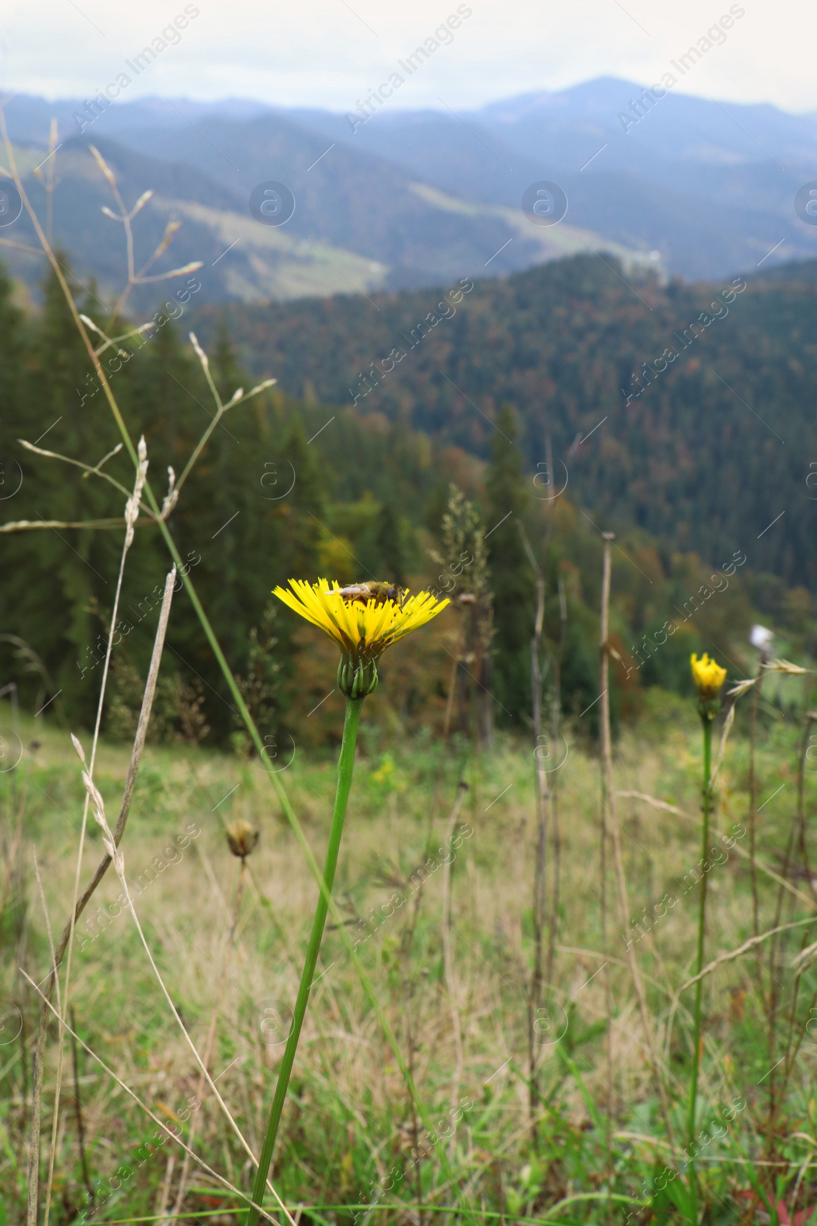 Photo of Beautiful yellow cornflower growing on beautiful hill