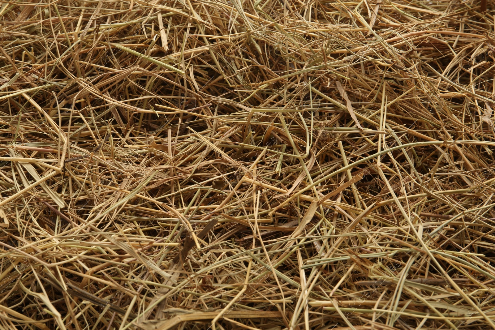 Photo of Dried grass hay as background, closeup view