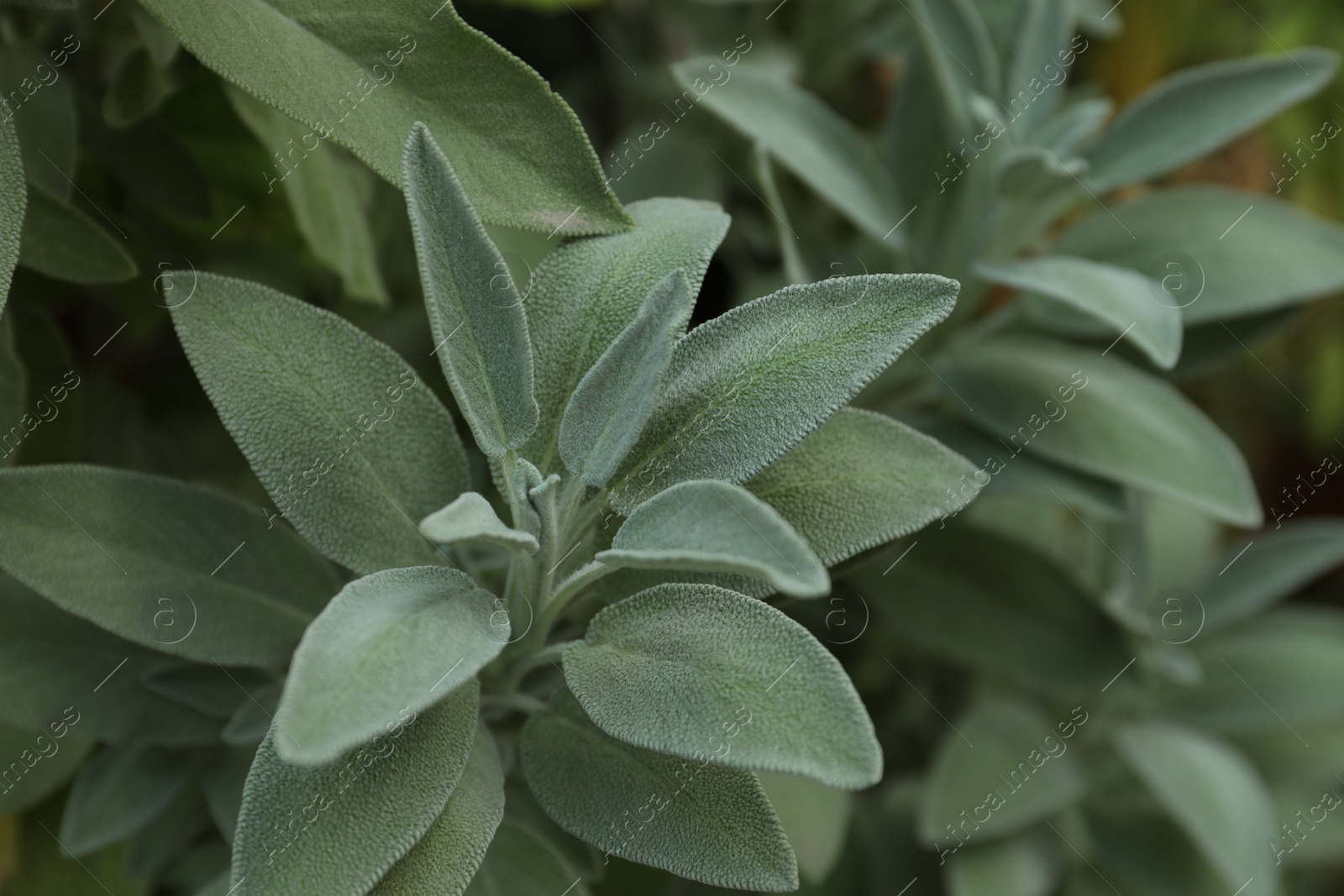 Photo of Beautiful sage plant with green leaves growing outdoors, closeup