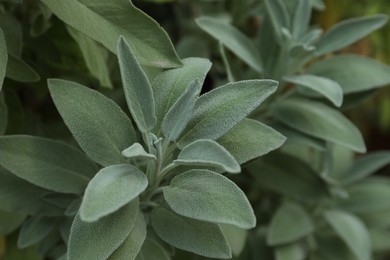 Beautiful sage plant with green leaves growing outdoors, closeup