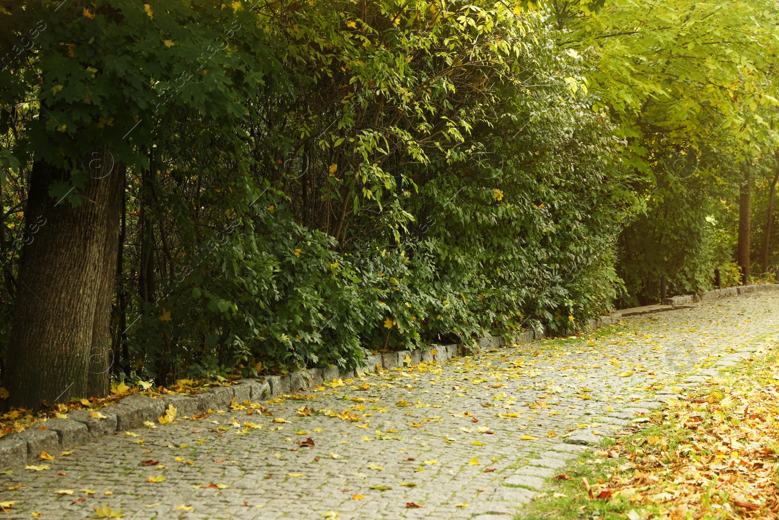 Photo of Beautiful view of park with trees on autumn day