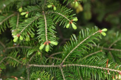 Photo of Green branches of beautiful conifer tree outdoors, closeup