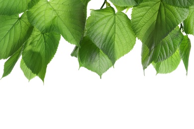 Photo of Beautiful spring green leaves on white background