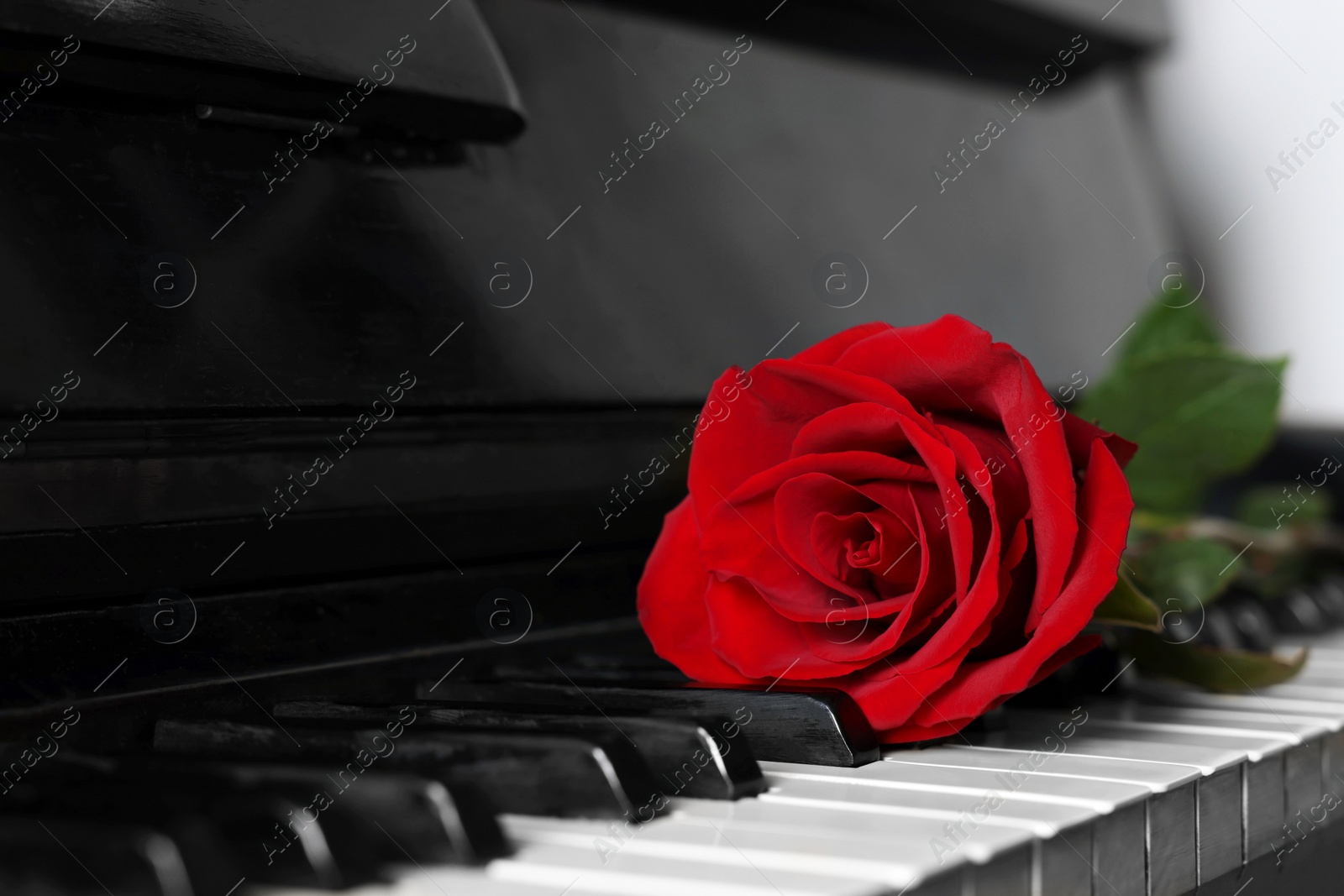 Photo of Beautiful red rose on piano keys, closeup. Space for text