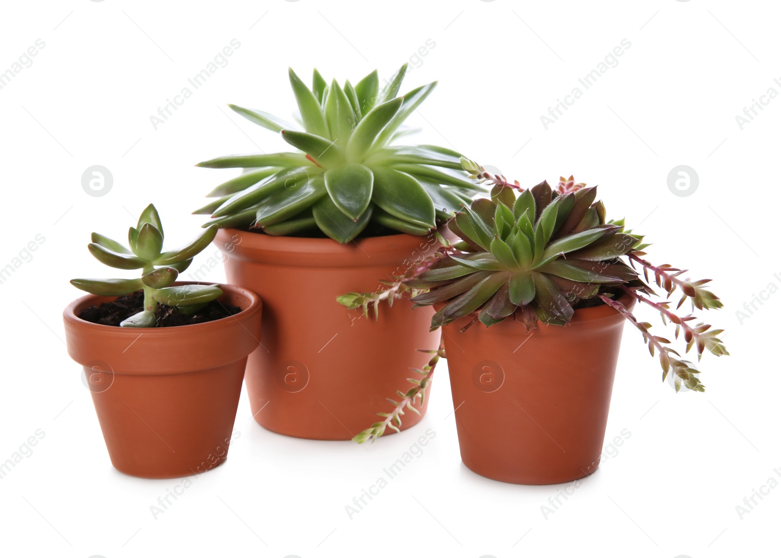 Photo of Beautiful potted echeverias isolated on white. Succulent plants