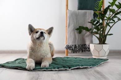 Photo of Cute Akita Inu dog on rug in room with houseplants. Space for text