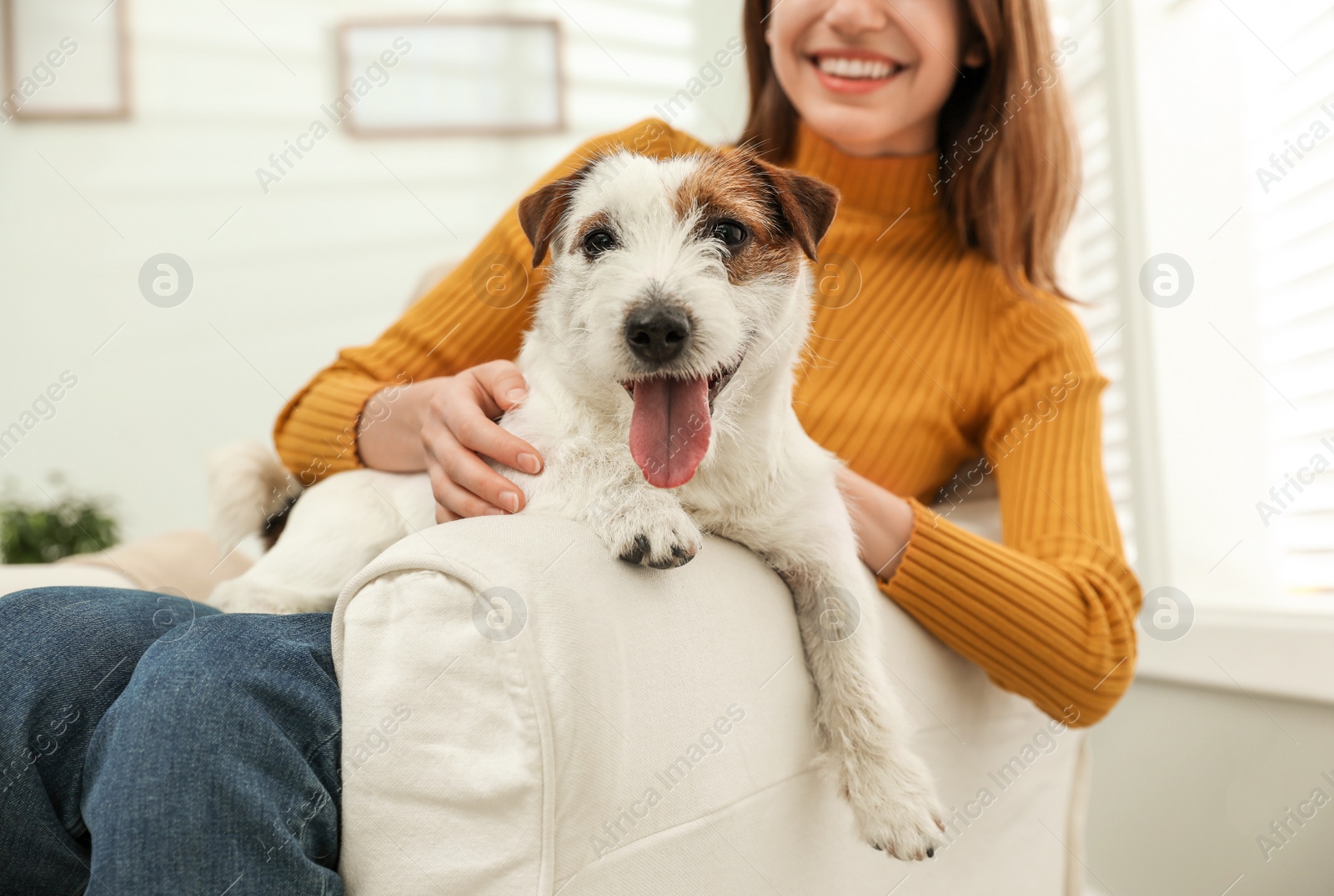Photo of Young woman with her Jack Russell Terrier in armchair at home. Lovely pet