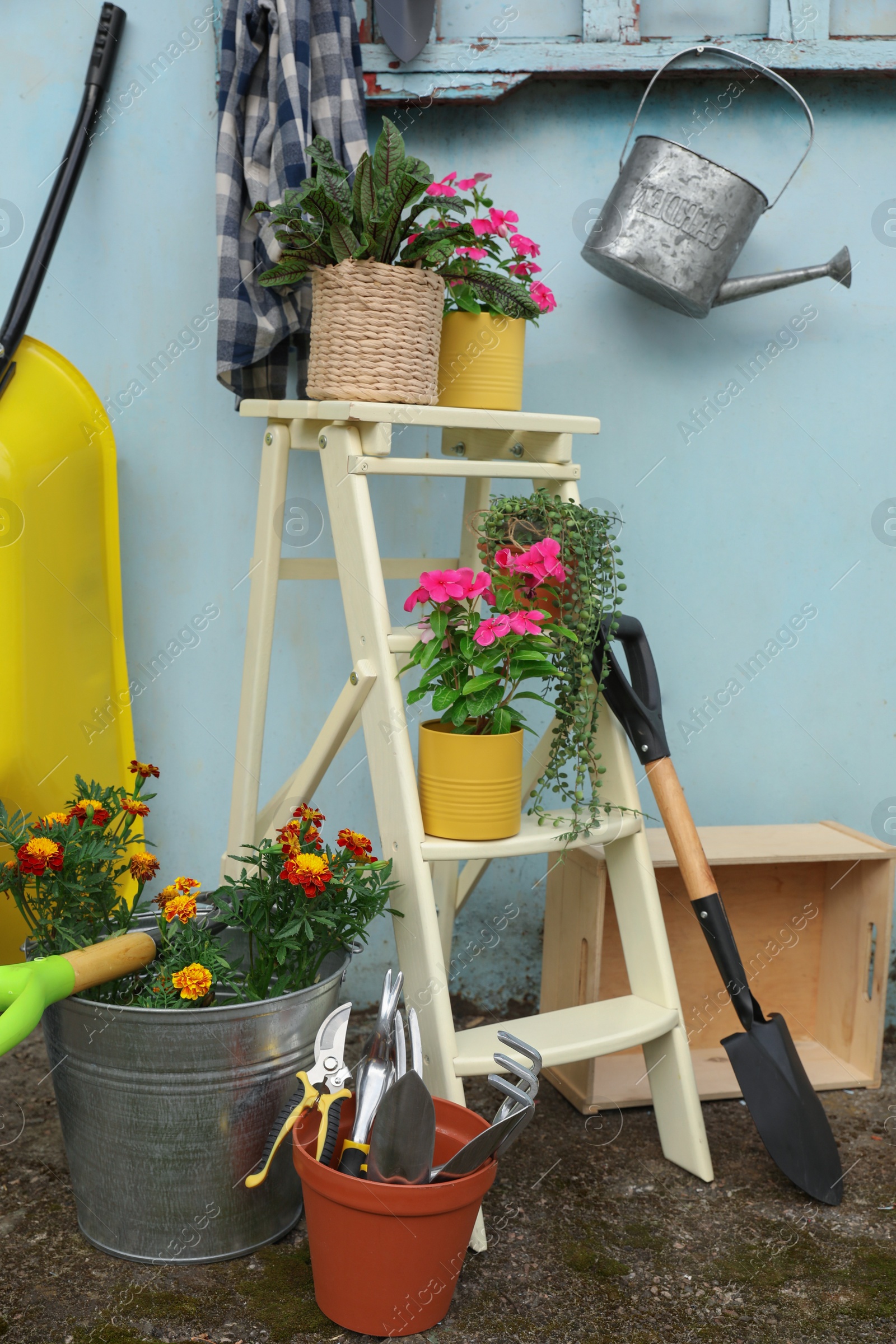 Photo of Beautiful plants, gardening tools and accessories near shed outdoors