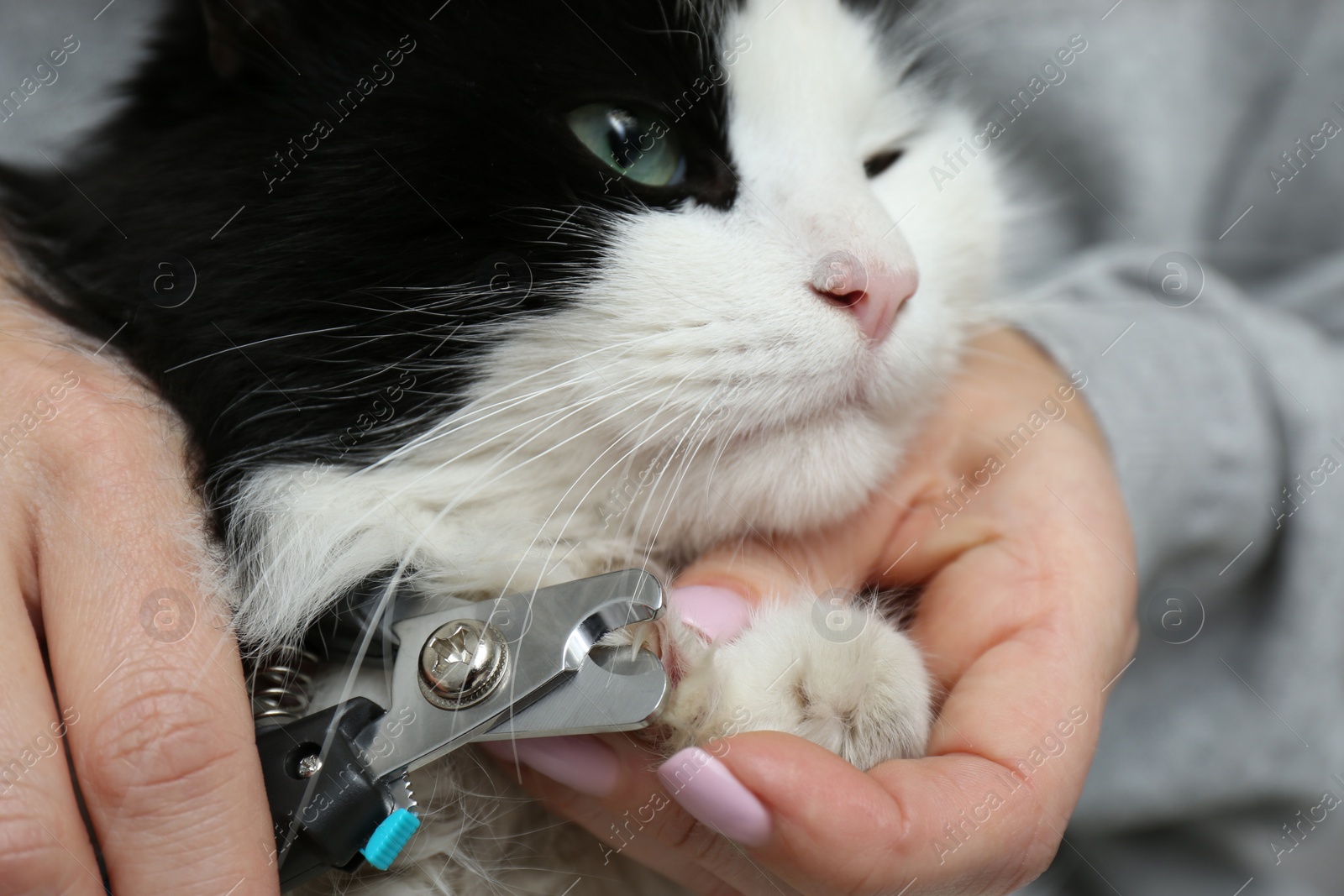 Photo of Woman cutting claws of cute cat with clipper, closeup