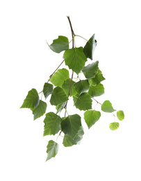 Photo of Branch of birch tree with young fresh green leaves isolated on white. Spring season