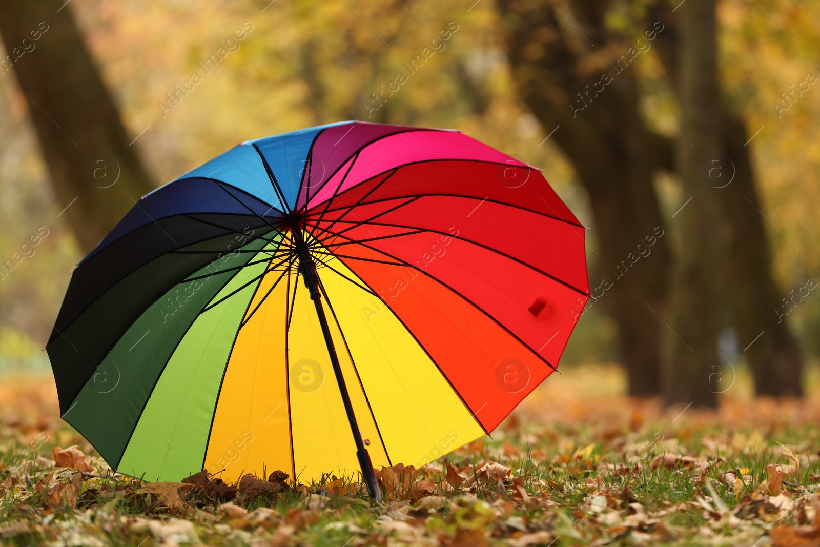 Photo of Open rainbow umbrella on fallen leaves in autumn park