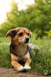 Cute dog lying on green grass outdoors