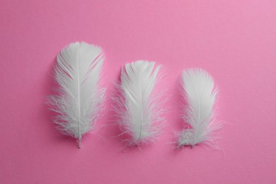 Photo of Fluffy bird feathers on pink background, flat lay