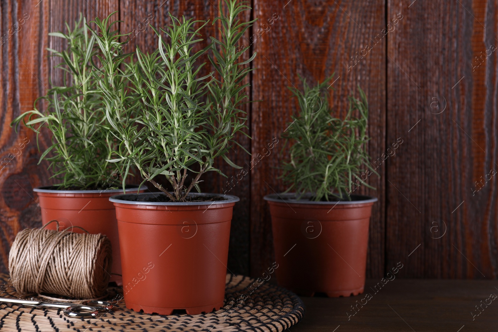 Photo of Beautiful green potted rosemary, scissors and threads on wooden table, space for text