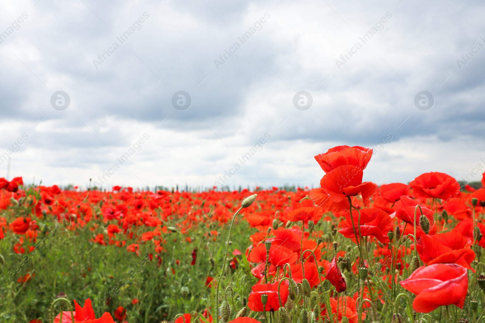 Photo of Beautiful red poppy flowers growing in field