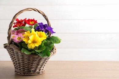 Beautiful primula (primrose) flowers in wicker basket on wooden table, space for text. Spring blossom