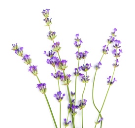 Beautiful tender lavender flowers on white background, top view