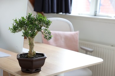 Beautiful bonsai tree in pot on wooden table indoors, space for text