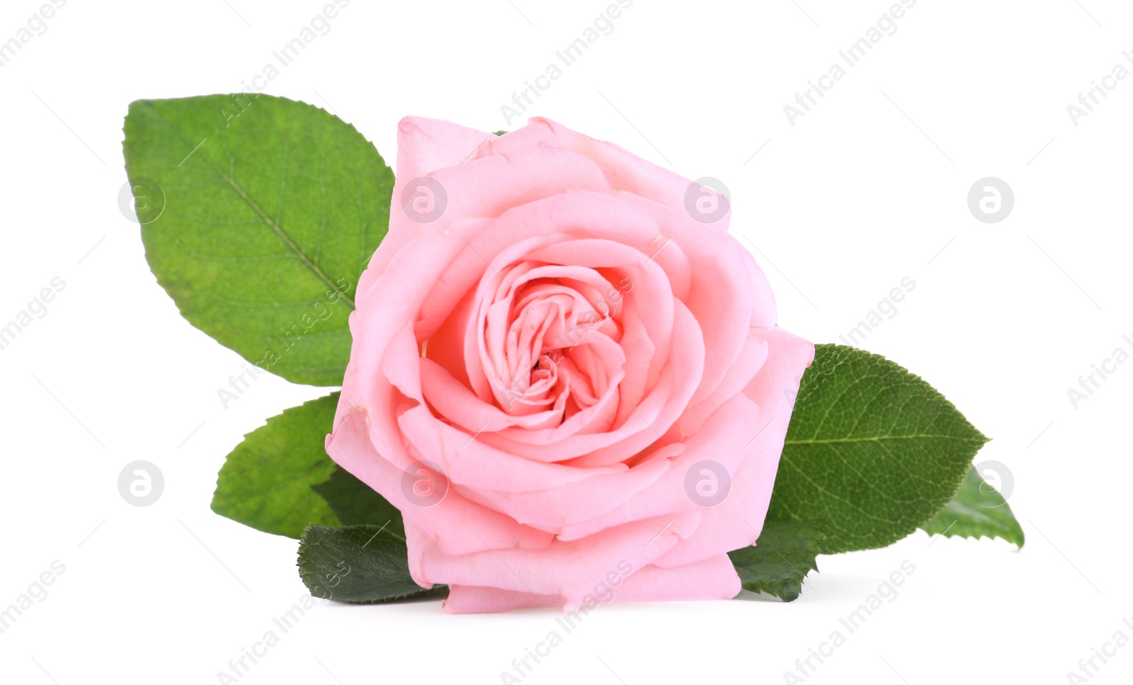 Photo of Blooming pink rose isolated on white. Beautiful flower