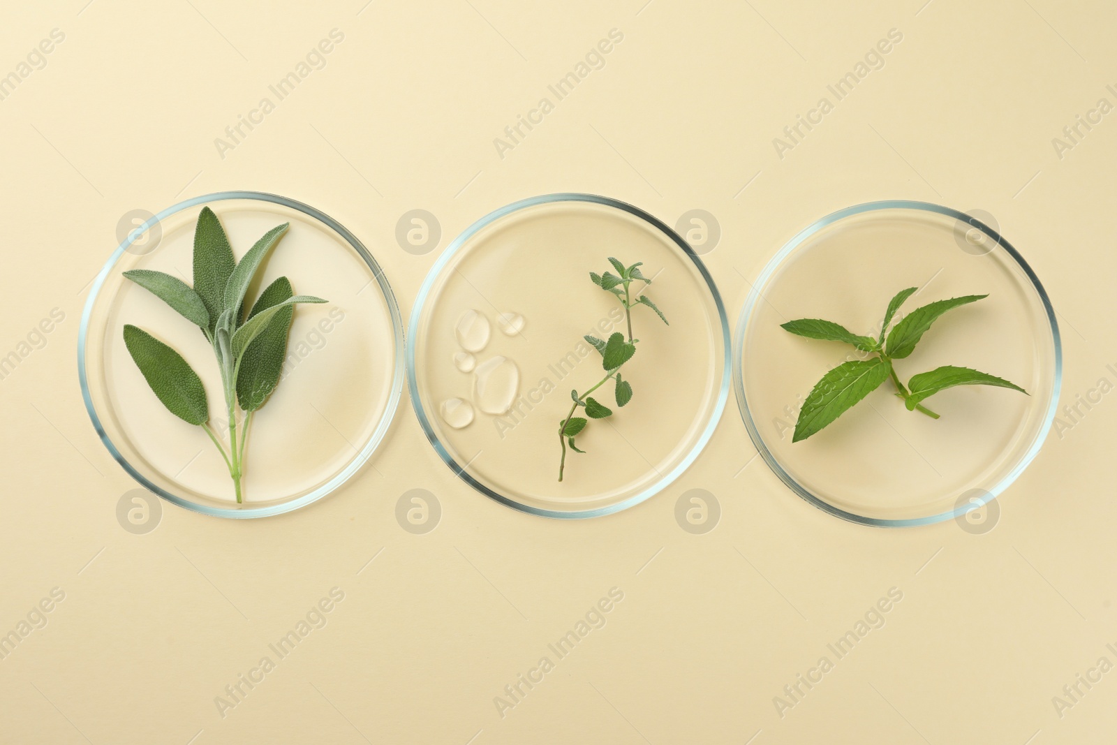 Photo of Flat lay composition with Petri dishes and plants on beige background