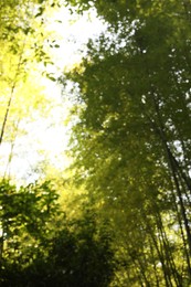 Blurred view of beautiful green bamboo forest