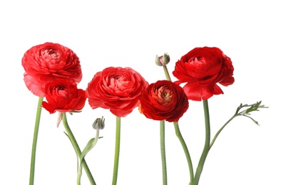 Photo of Beautiful fresh ranunculus flowers on white background