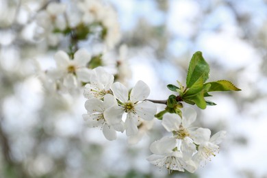 Closeup view of blossoming cherry tree outdoors on sunny day