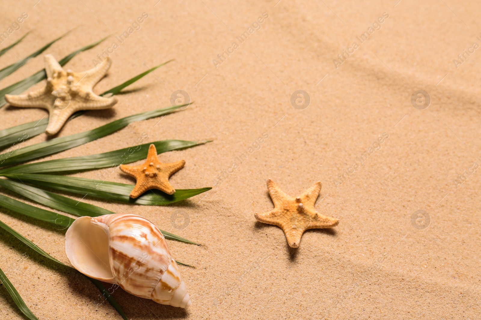 Photo of Palm leaf, starfishes and seashell on beach sand, space for text. Summer vacation