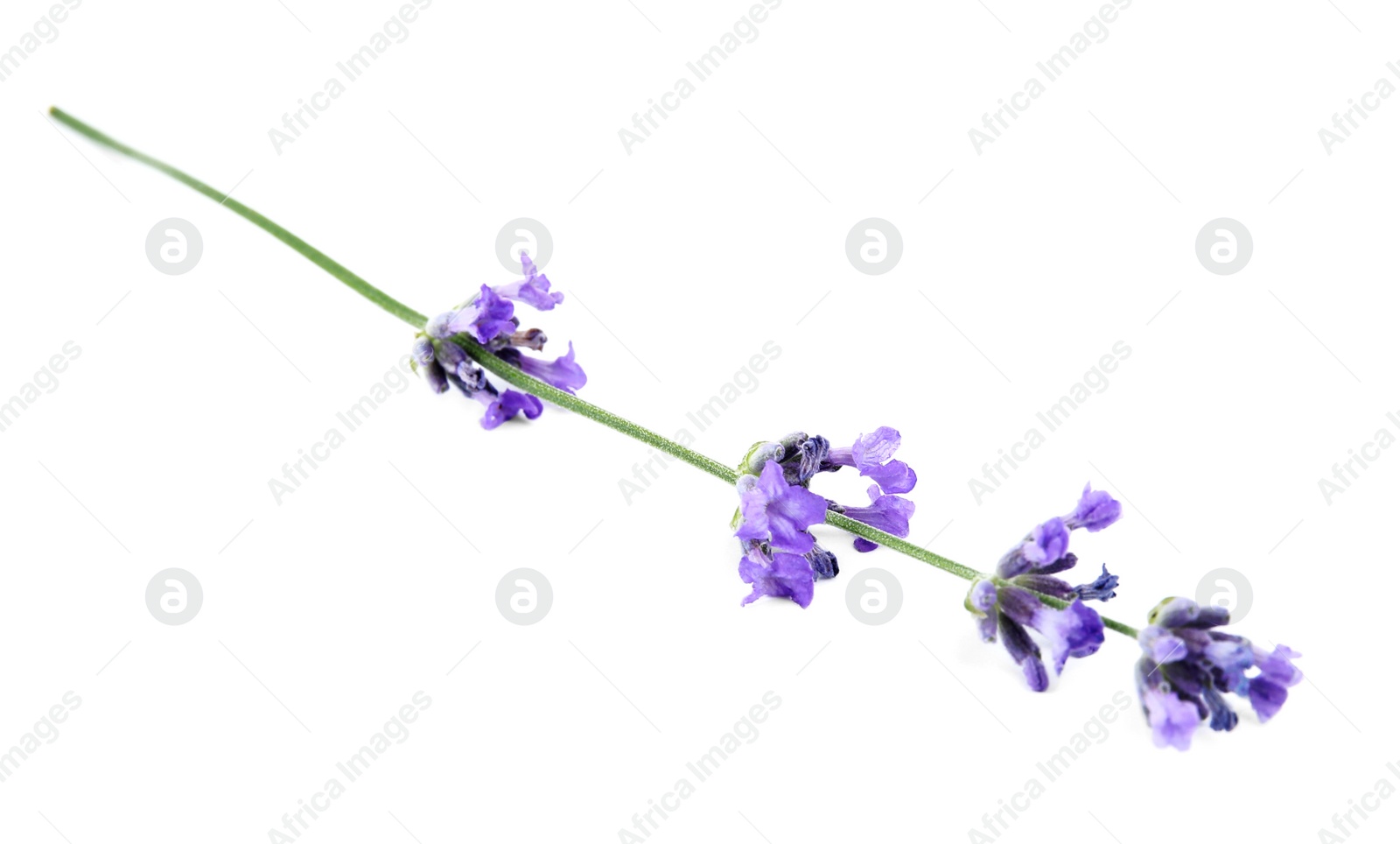 Photo of Beautiful tender lavender flower on white background