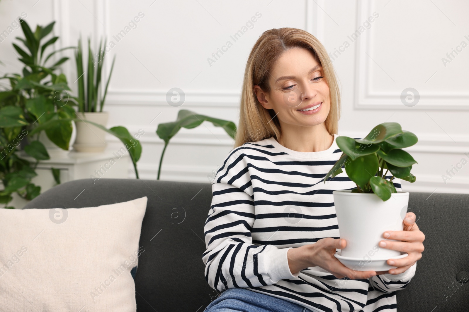 Photo of Woman holding pot with beautiful peperomia plant on sofa at home