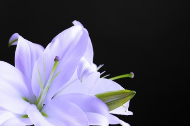 Image of Violet lily flowers on black background, closeup. Funeral attributes