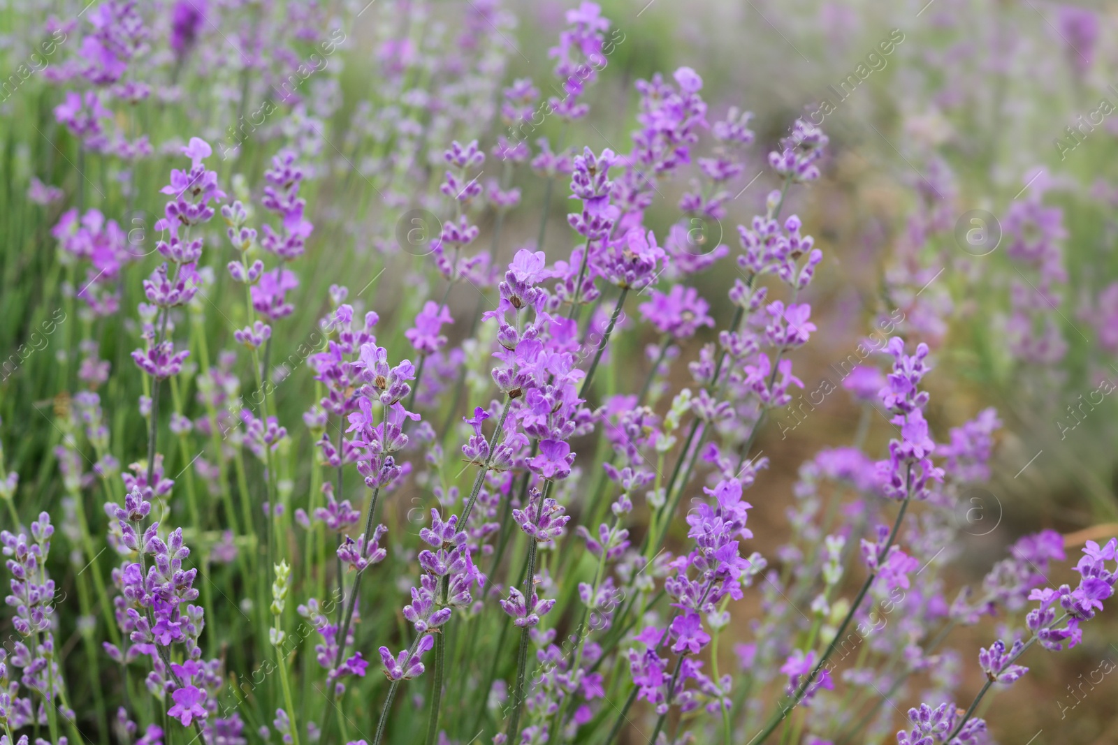 Photo of Beautiful lavender flowers growing in field, closeup