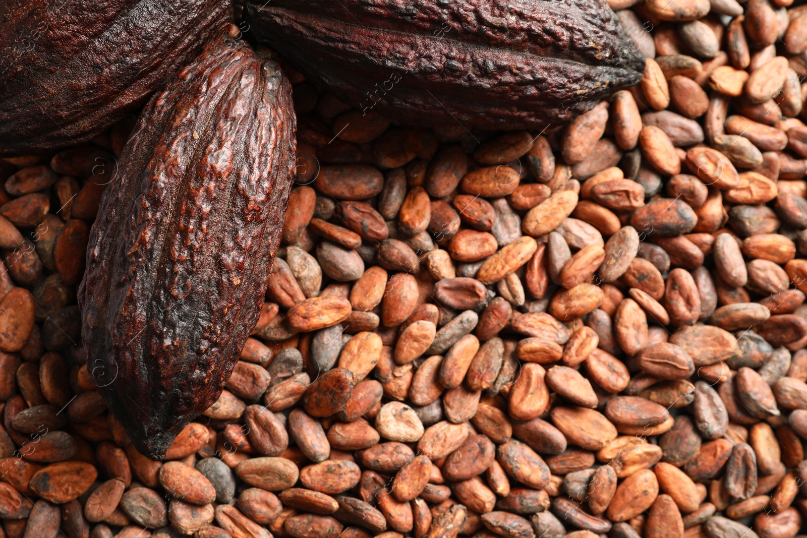 Photo of Whole cocoa pods on beans, top view with space for text