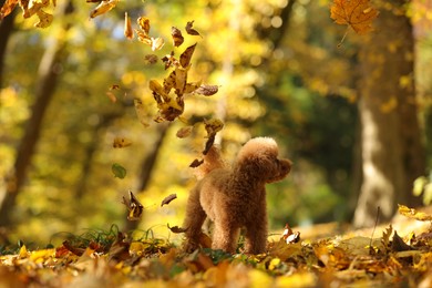 Photo of Cute Maltipoo dog and falling leaves in autumn park