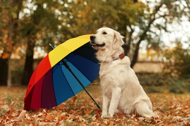 Photo of Funny Labrador Retriever under umbrella in beautiful autumn park