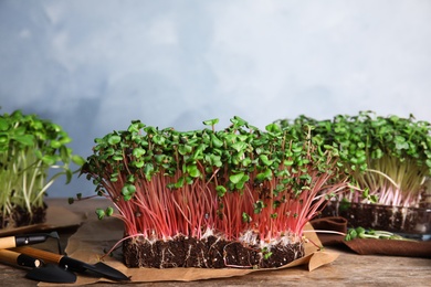 Fresh organic microgreens and gardening tools on wooden table