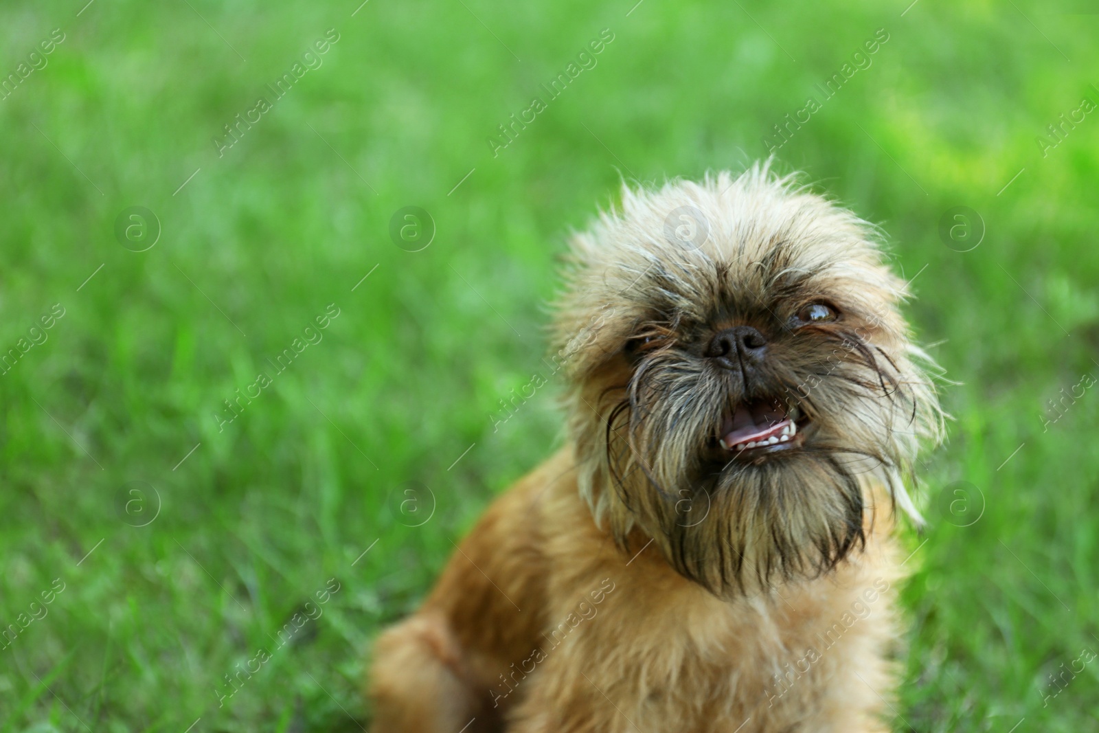 Photo of Cute fluffy dog on green grass in park. Space for text