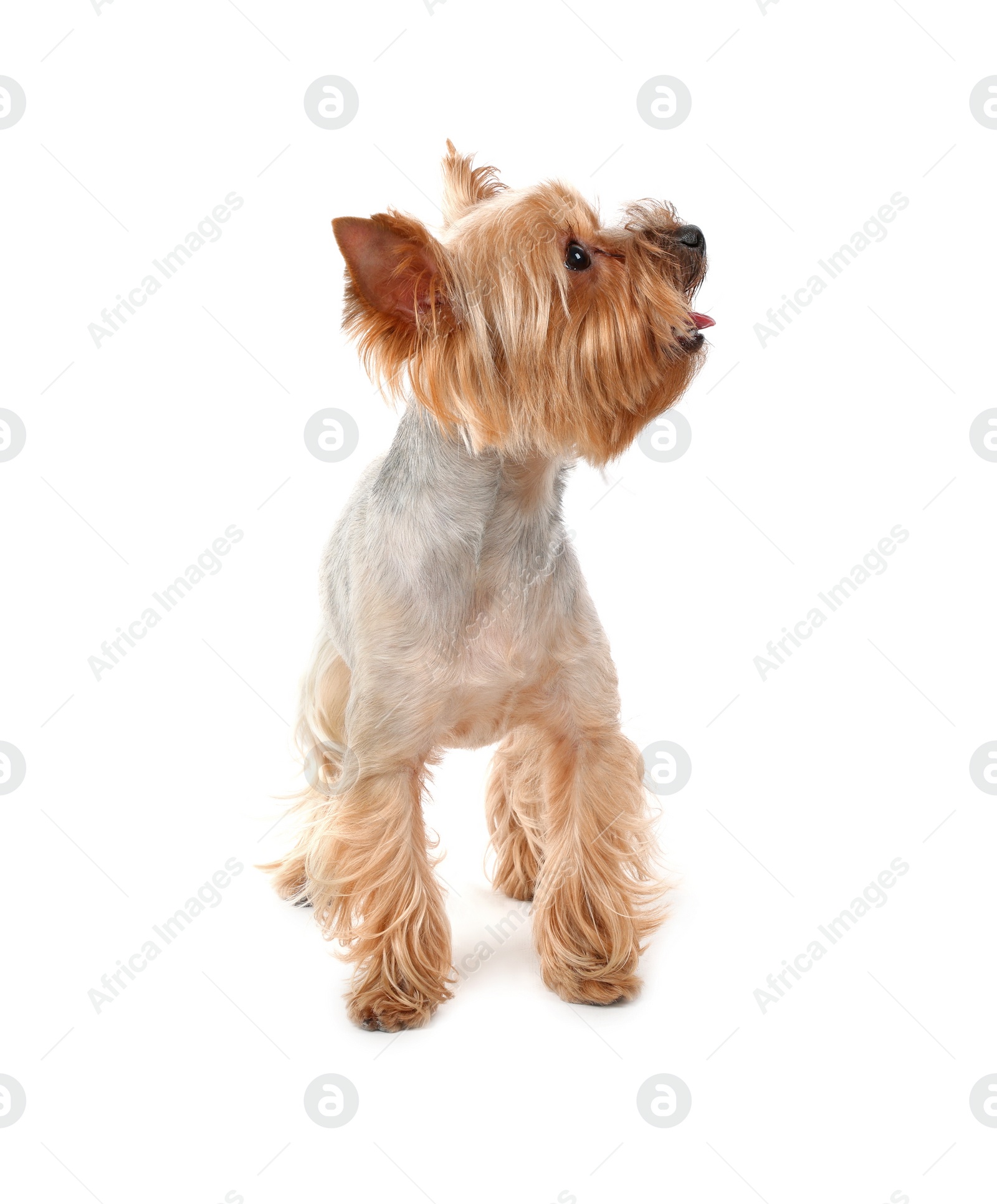 Photo of Adorable Yorkshire Terrier on white background. Cute pet