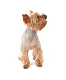 Photo of Adorable Yorkshire Terrier on white background. Cute pet