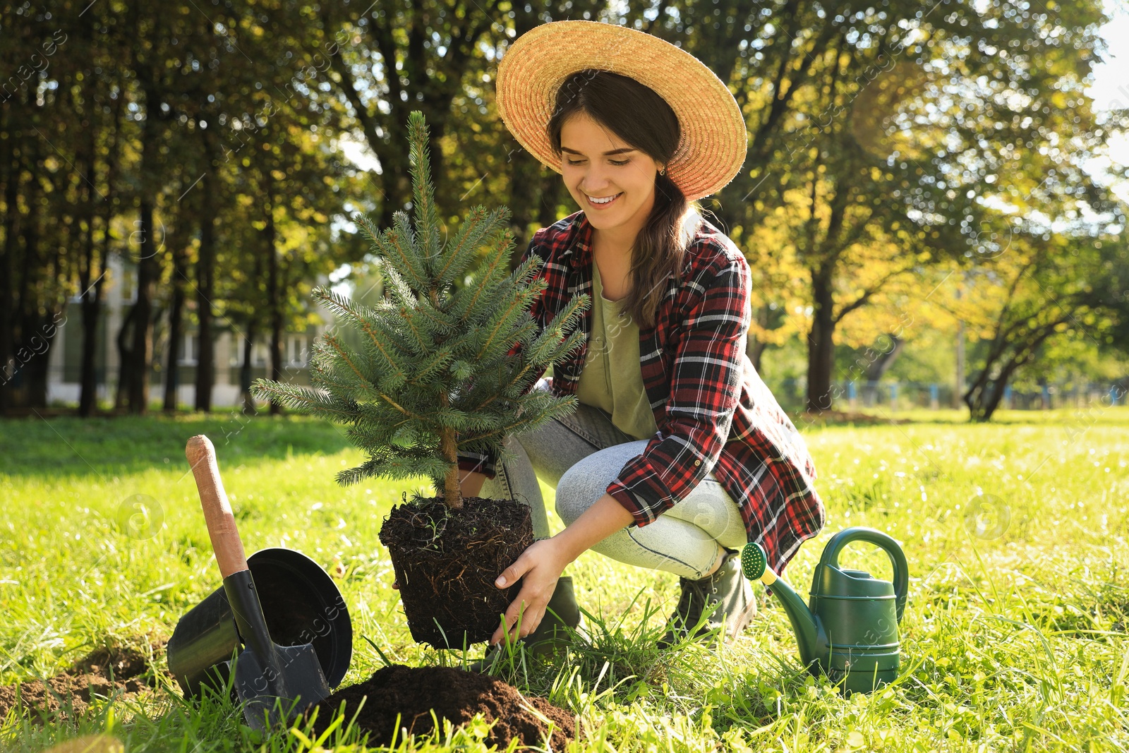 Photo of Young woman planting conifer tree in park on sunny day