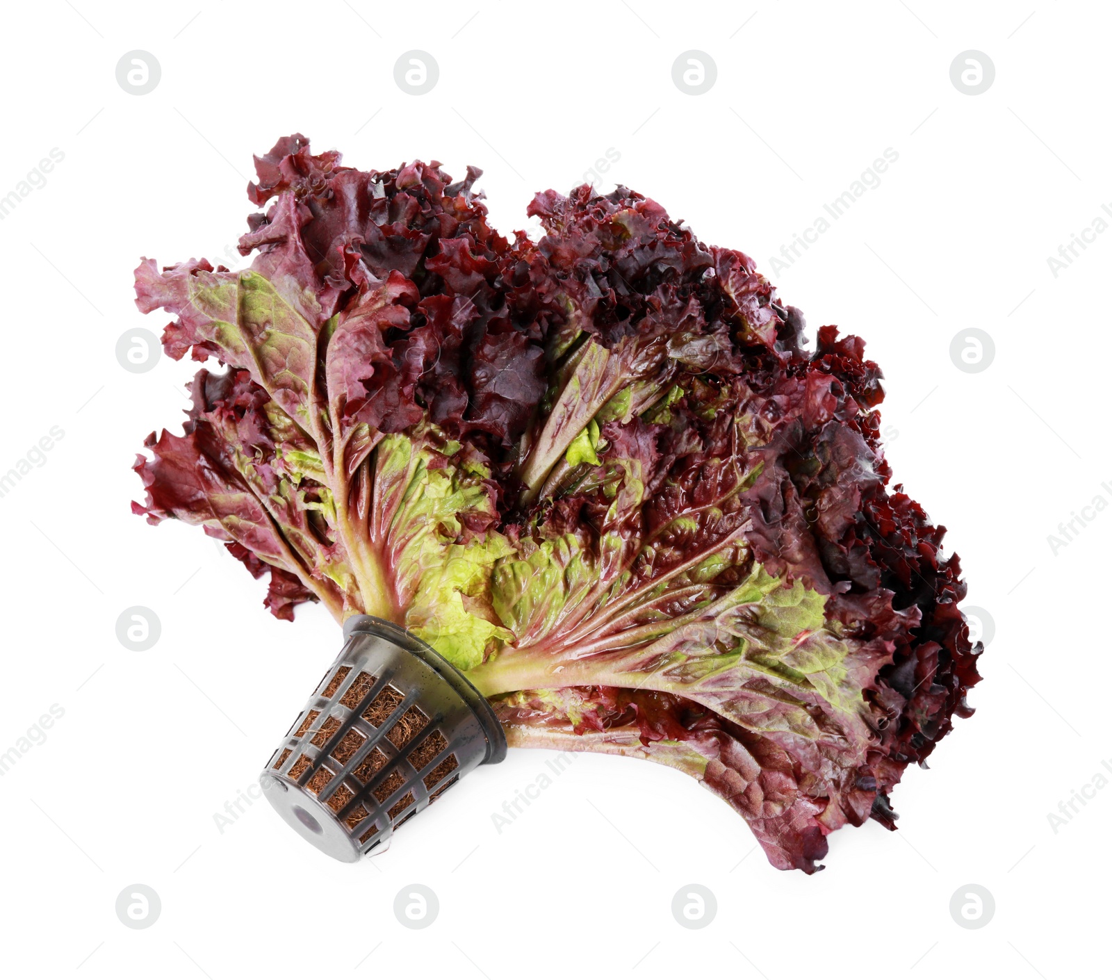 Photo of Head of fresh red coral lettuce in plastic container isolated on white, above view
