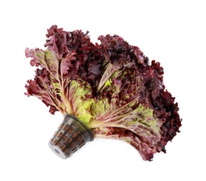 Photo of Head of fresh red coral lettuce in plastic container isolated on white, above view