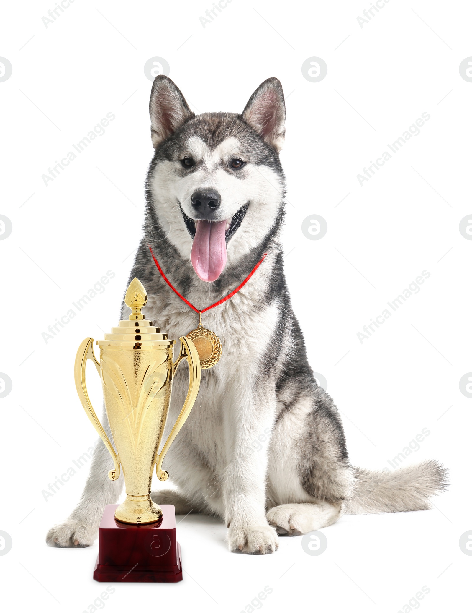 Image of Cute Alaskan Malamute dog with gold medal and trophy cup on white background