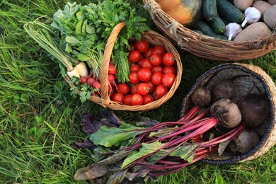 Photo of Different fresh ripe vegetables on green grass, flat lay