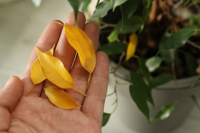 Photo of Woman with fallen yellow leaves near houseplant, above view. Space for text