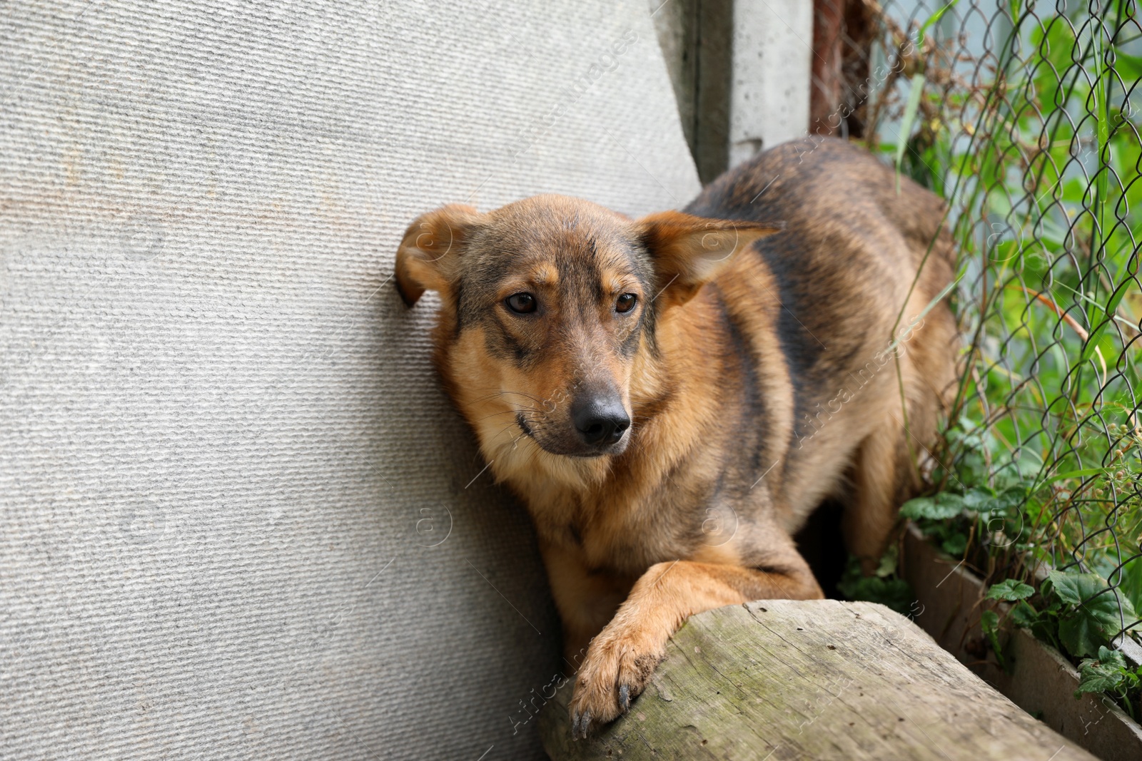 Photo of Homeless dog at animal shelter outdoors. Concept of volunteering